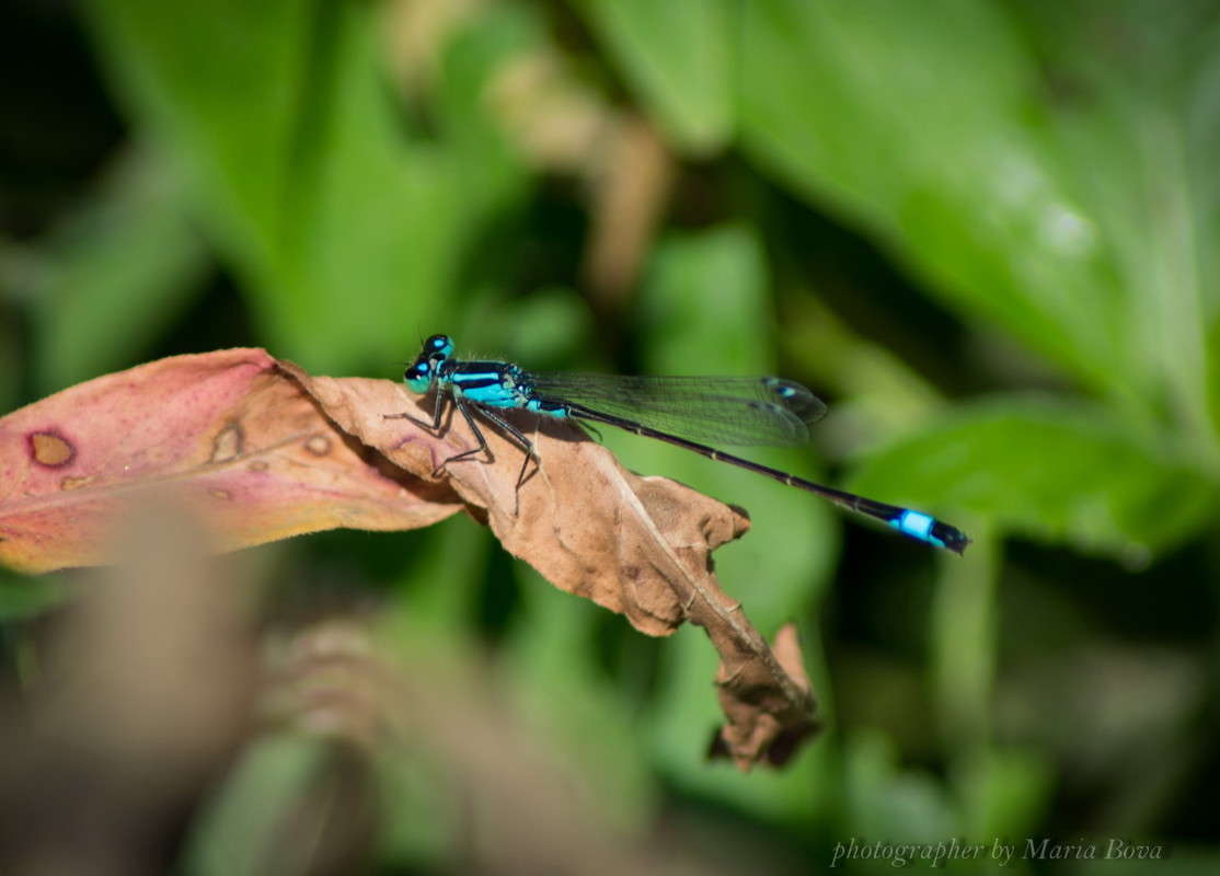 ��������� ����� ����� ���� �� PhotoGeek.ru #����� #�������� ��� #���������