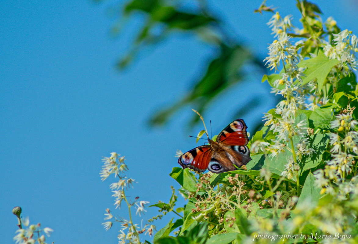 ������� ����� ����� ���� �� PhotoGeek.ru #����� #���������