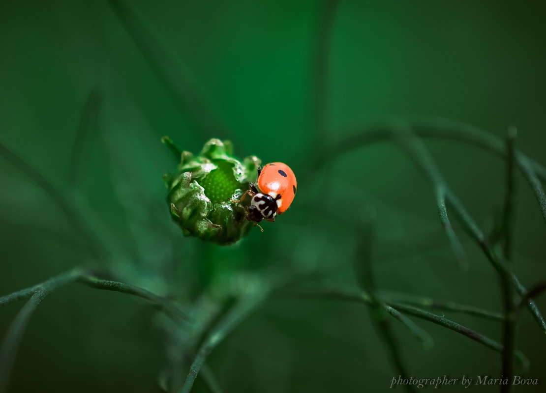 ����� ����� ����� ���� �� PhotoGeek.ru #����� #���������