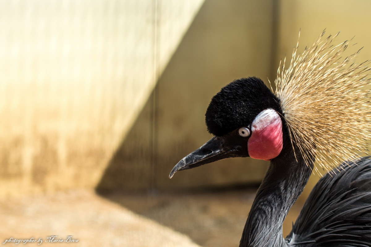 ���� ����� ����� ���� �� PhotoGeek.ru #�������� ���