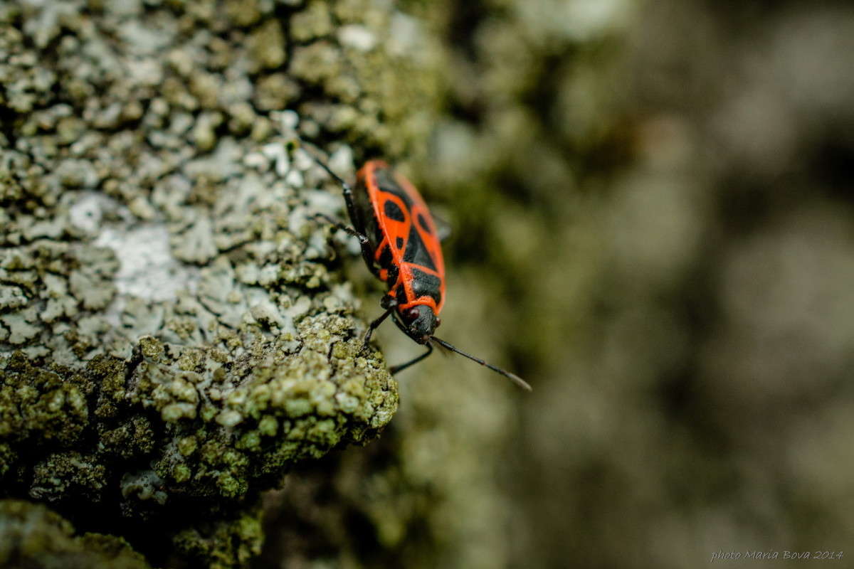 ������� �������� ����� ����� ���� �� PhotoGeek.ru #����� #���������