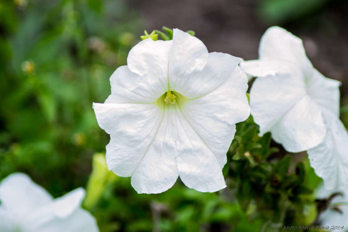 ������� ����� ����� ���� �� PhotoGeek.ru #����� #������ ��� ������� #����� ��������������