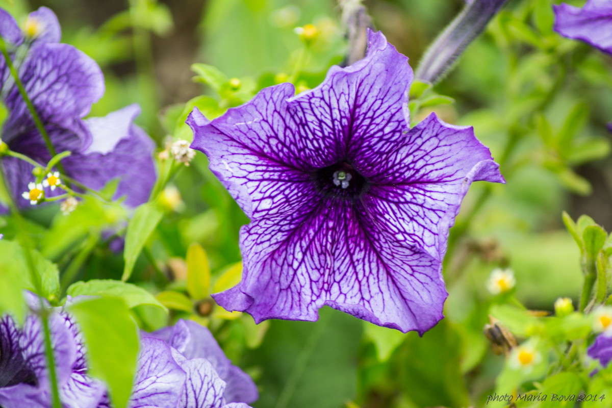 Фотография на PhotoGeek.ru