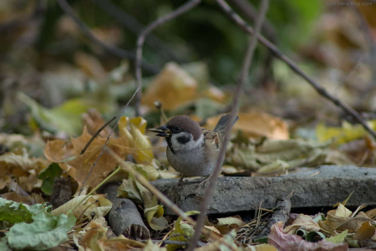 ������ � ���� ����� ����� ���� �� PhotoGeek.ru #�������� ���