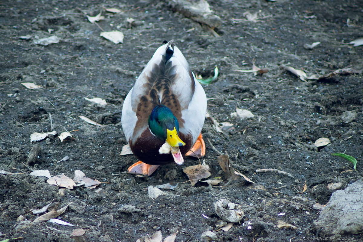 � ����� ����� ����� ���� �� PhotoGeek.ru #�������� ���