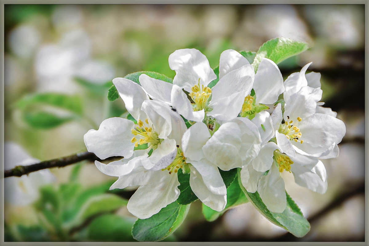 Когда яблоня цветет...)))) автор Виктор Извольский на PhotoGeek.ru #Пейзаж или природа #Живая растительность