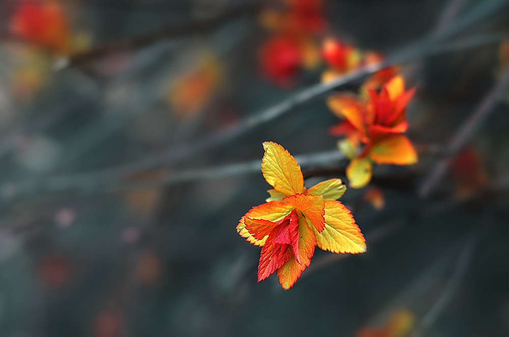 ******* ����� ������ ���������� �� PhotoGeek.ru #������ ��� ������� #���������