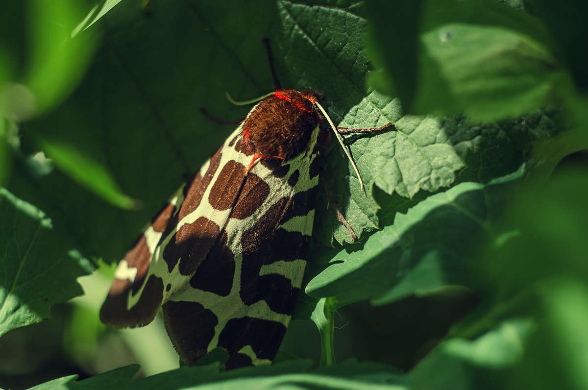 ������ 44-2 ����� ������ ���������� �� PhotoGeek.ru #������ ��� ������� #���������