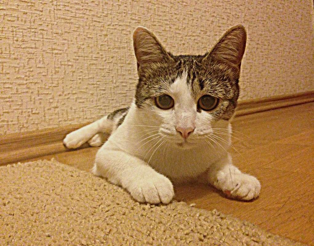 Cathia ����� Natalia Degtyar �� PhotoGeek.ru #�������� ���