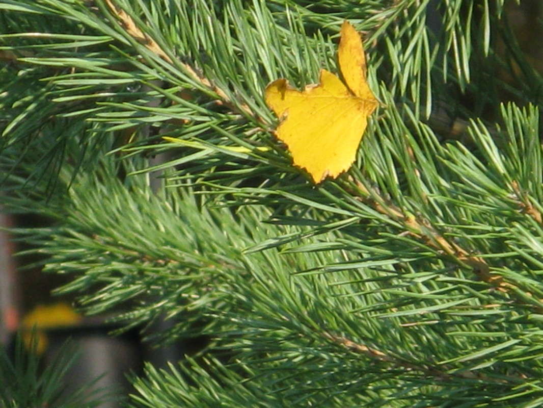 ������ � ����� ����� ������� ��������� �� PhotoGeek.ru #����� #������ ��� ������� #����� ��������������