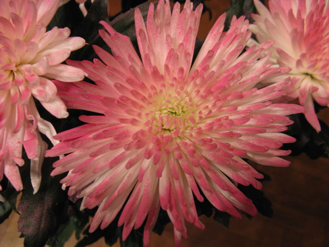 ������� ���������� ����� ������� ��������� �� PhotoGeek.ru #����� #����� ��������������