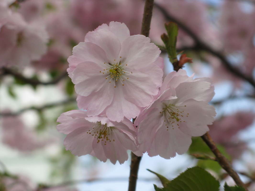 �������� ������ (1) ����� ������� ��������� �� PhotoGeek.ru #����� #������ ��� ������� #����� ��������������