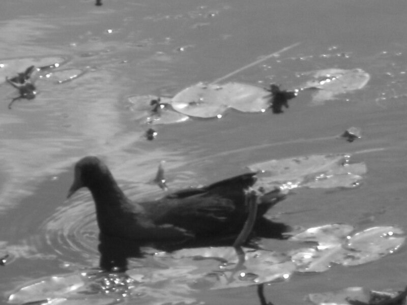 ��������� ������������ ����� ������� ������� �� PhotoGeek.ru #�������� ��� #����� �������. #��������� #����� #����� #�����-�����