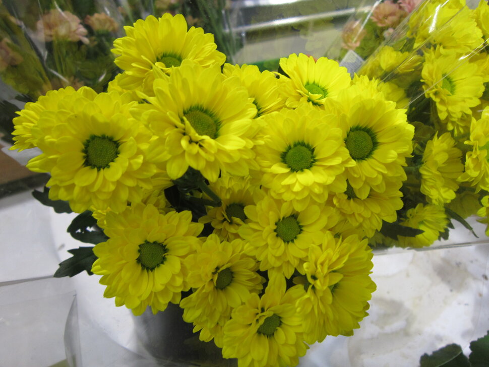 Ƹ���� �������� ����� ������� ������� �� PhotoGeek.ru #Fine Art #��������� #����� #Ƹ���� ����� #������ #��������� ��������� #�����