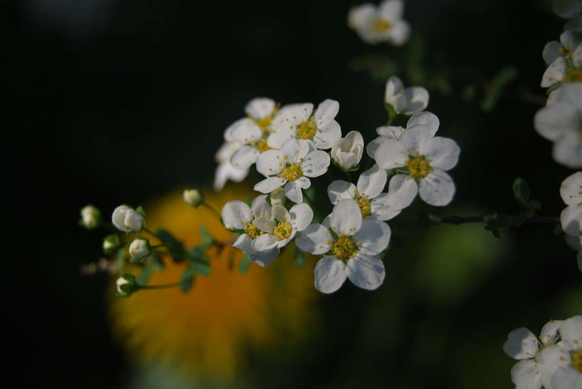 ... ����� nastassia  �� PhotoGeek.ru #����� ��������������