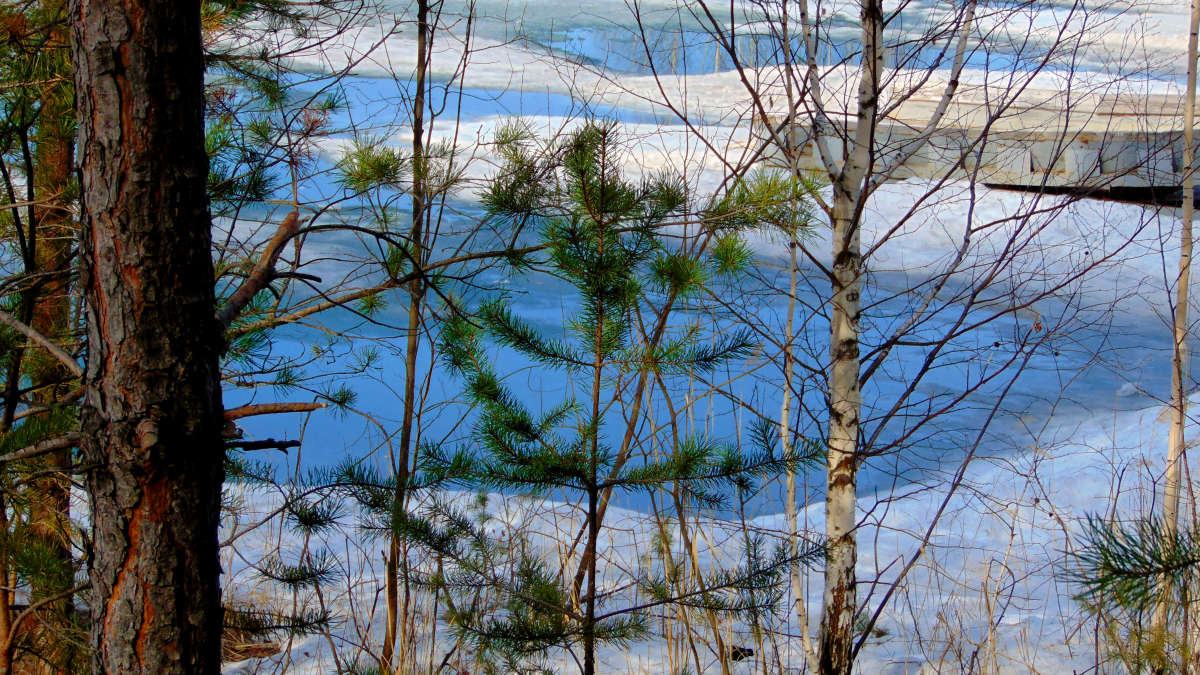 Озерные проталины автор Natafka  на PhotoGeek.ru #Пейзаж или природа #Весеннее озеро #Живая растительность