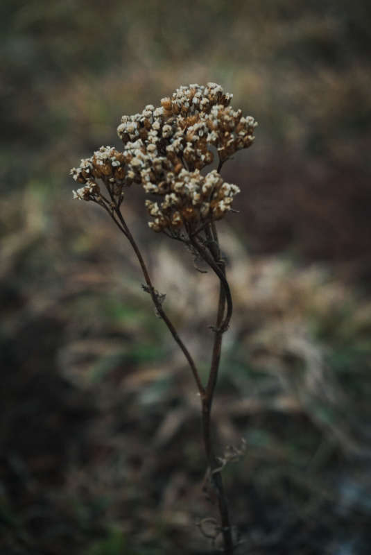 Без пяти минут автор Anastasya Parvadova на PhotoGeek.ru #Пейзаж или природа #Живая растительность