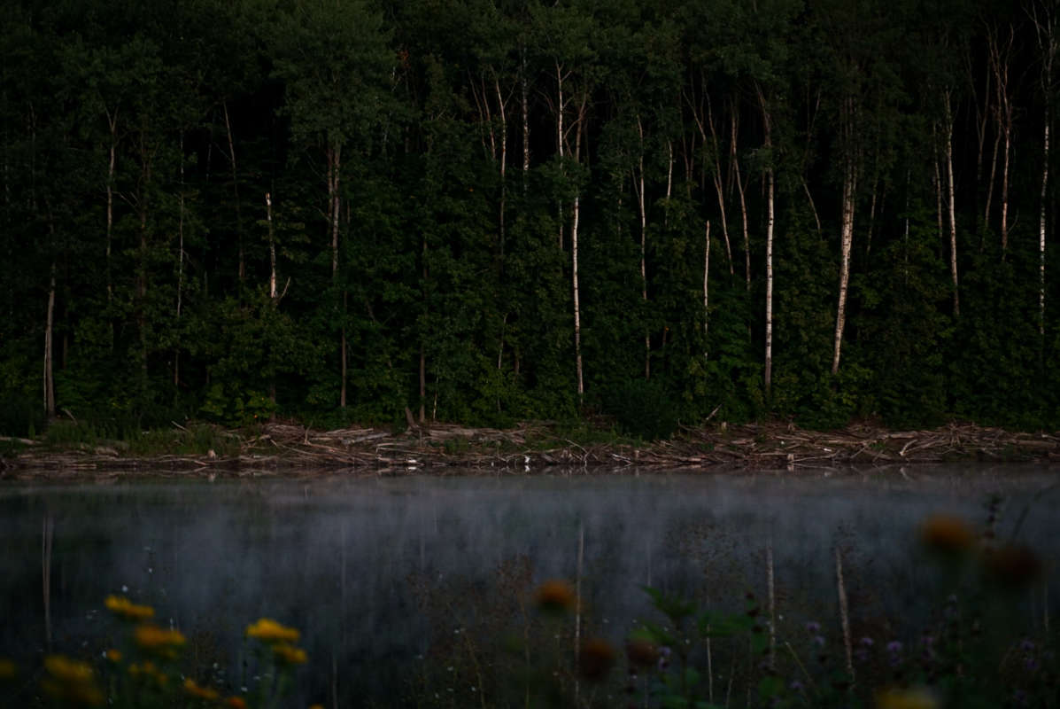 В полумраке автор Anastasya Parvadova на PhotoGeek.ru #Ночь #Пейзаж или природа #Живая растительность