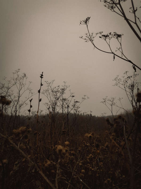 Ветром стать автор Anastasya Parvadova на PhotoGeek.ru #Пейзаж или природа