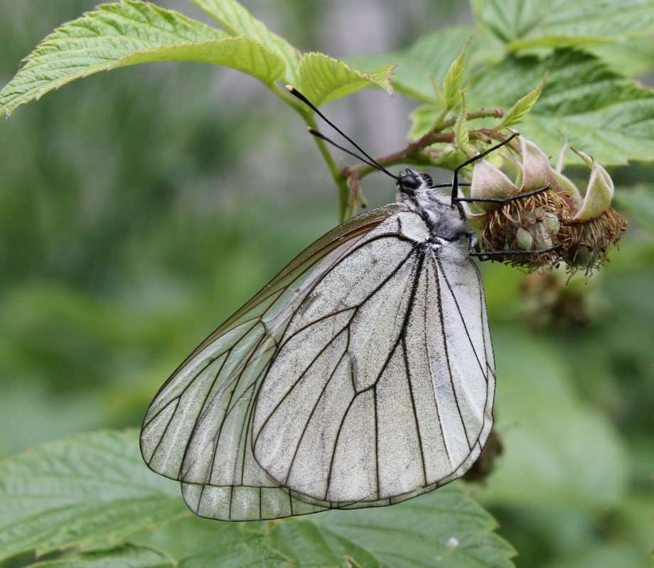 ... ����� ������� ������� �� PhotoGeek.ru #�����