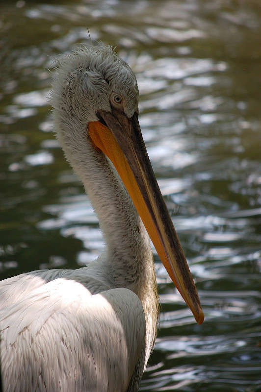 ... ����� ������� ������� �� PhotoGeek.ru #�������� ���