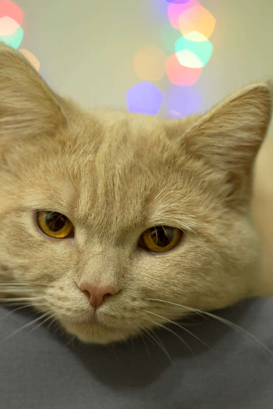 *** ����� Oleg Rezenow �� PhotoGeek.ru #�������� ��� #�������� ���