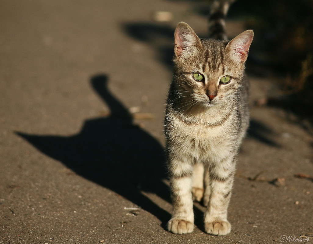 ������� ����� Nikolai Borisyakov �� PhotoGeek.ru #�������� ��� #����� ��� ��� ���������