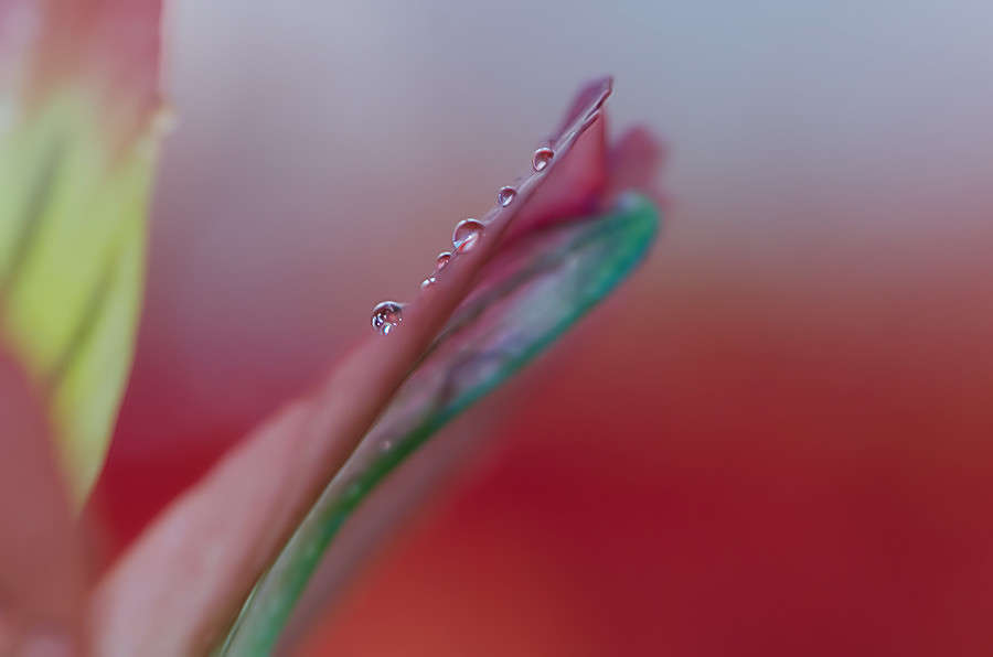 leaf&drops автор Вячеслав  на PhotoGeek.ru #Макро #Macro #Капли #Лепесток #Макро съемка #Макросъемка #Цветок