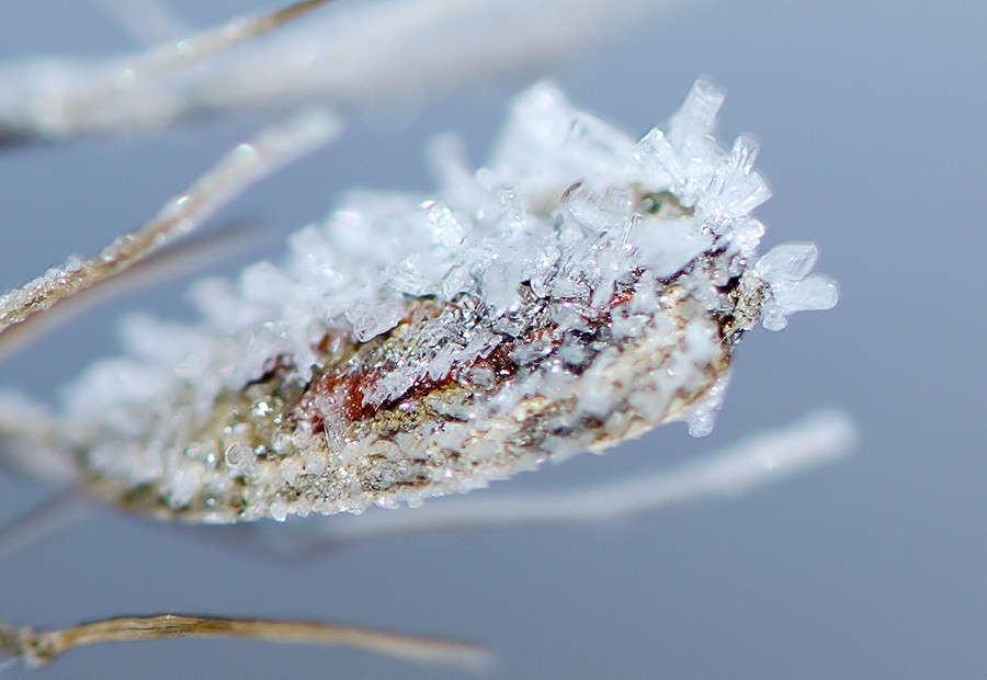 ice автор Вячеслав  на PhotoGeek.ru #Макро #Ice #Macro #Winter #Живая растительность #Зима #Лед