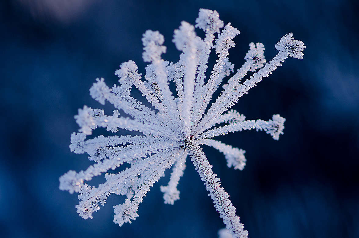 ice flower     PhotoGeek.ru # #   #Ice #Snow #Winter #  # #. #