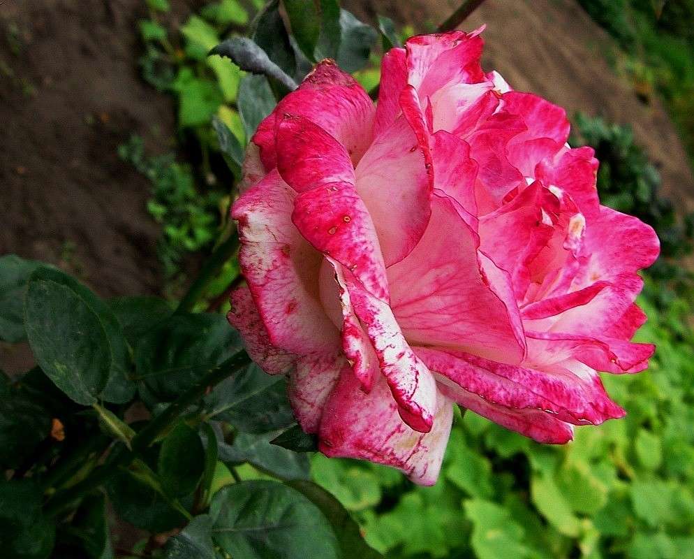 ... ����� Natali  ��������� �� PhotoGeek.ru #������ ��� ������� #����� ��������������