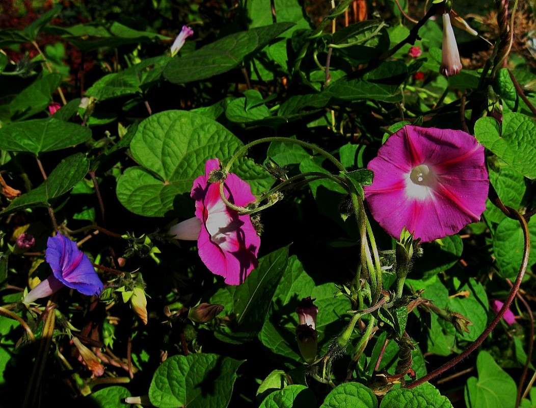 �����������, ���������... ����� Natali  ��������� �� PhotoGeek.ru #������ ��� ������� #����� ��������������