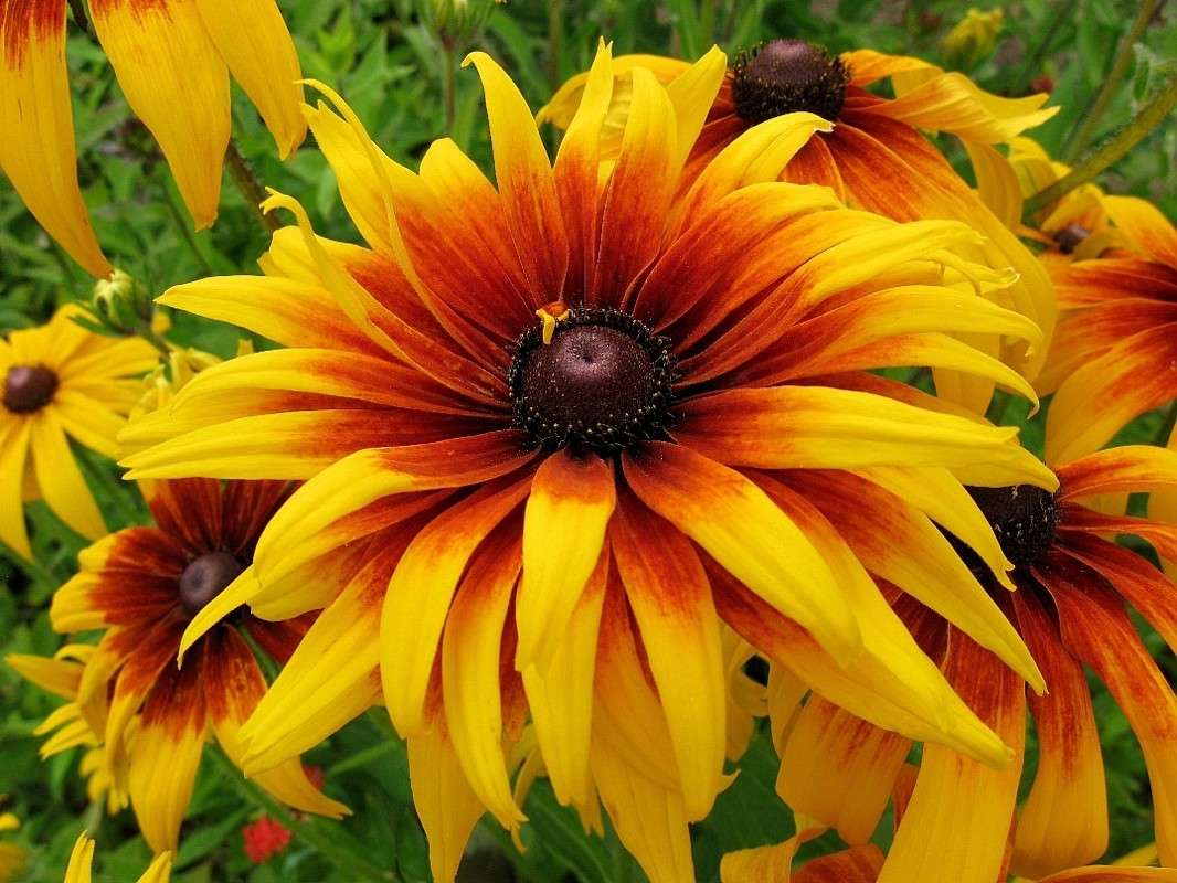 ������ �����������, ��������...) ����� Natali  ��������� �� PhotoGeek.ru #������ ��� ������� #����� ��������������