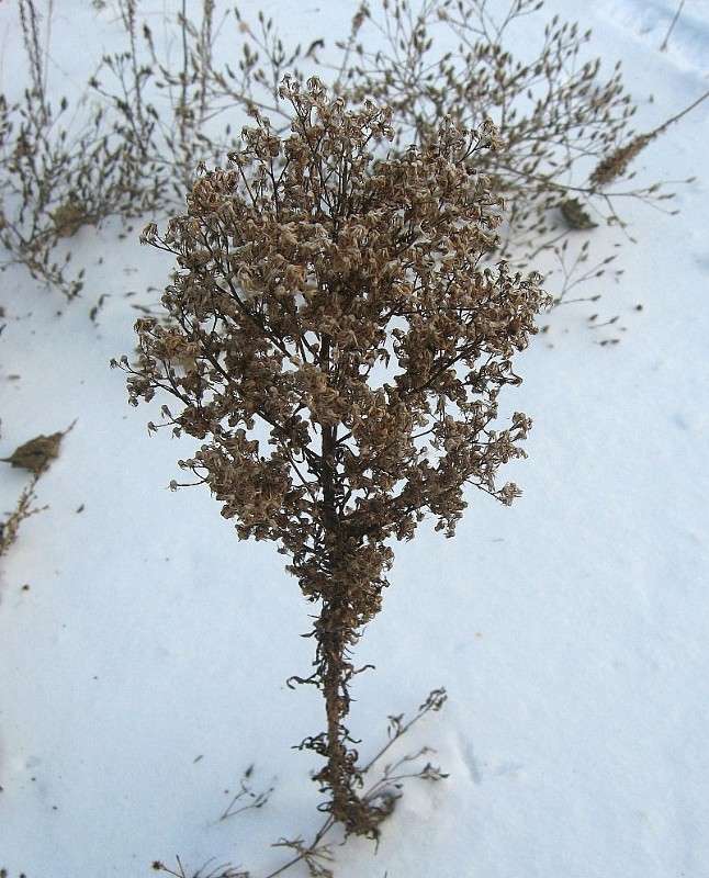 ������ ��������...) ����� Natali  ��������� �� PhotoGeek.ru #������ ��� ������� #����� ��������������