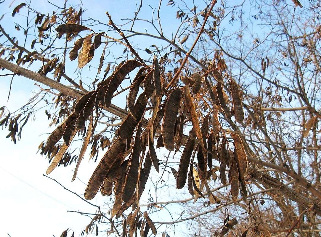 ������ ������....) ����� Natali  ��������� �� PhotoGeek.ru #������ ��� ������� #����� ��������������