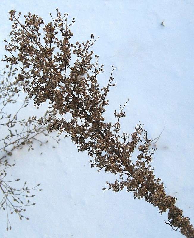 ������ ��������...2 ����� Natali  ��������� �� PhotoGeek.ru #����� ��������������