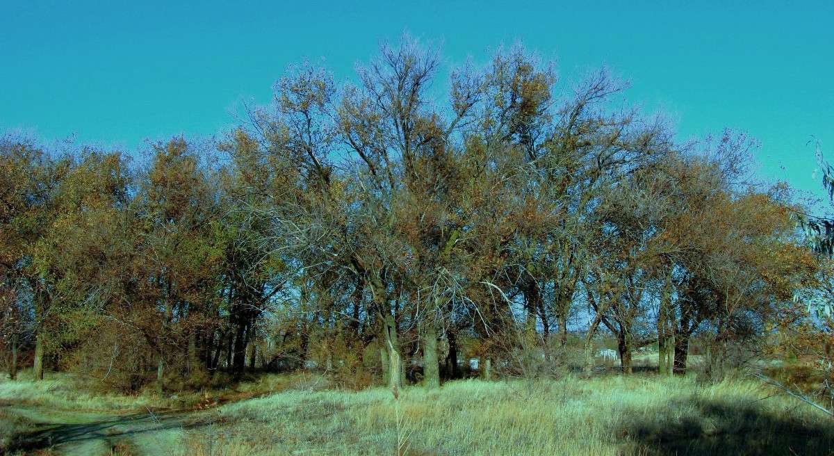 ������ ���������....) ����� Natali  ��������� �� PhotoGeek.ru #������ ��� �������