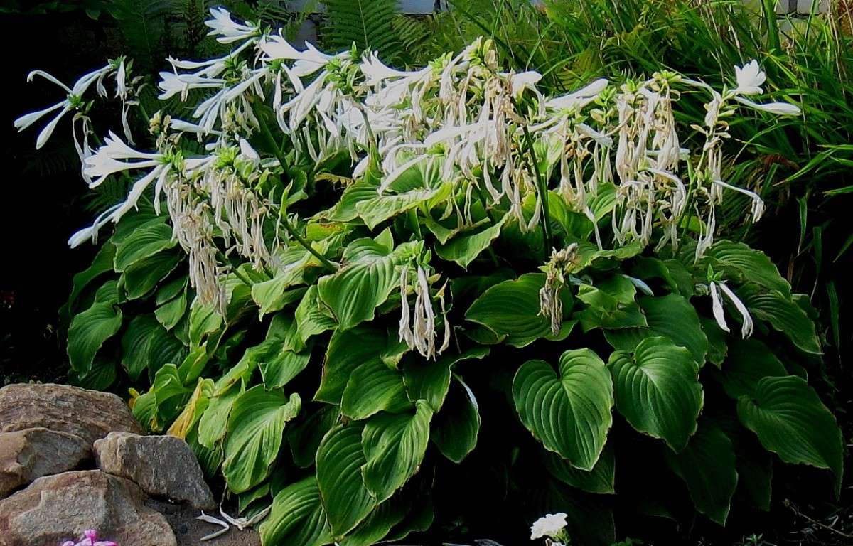 �������... ����� Natali  ��������� �� PhotoGeek.ru #������ ��� ������� #����� ��������������