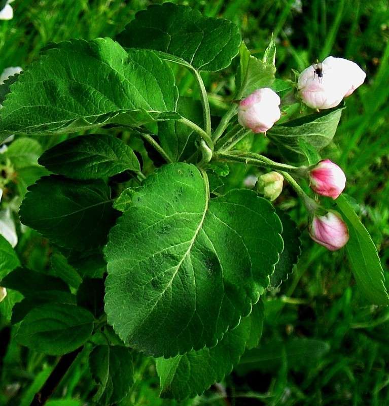 �����...2 ����� Natali  ��������� �� PhotoGeek.ru #������ ��� ������� #����� ��������������