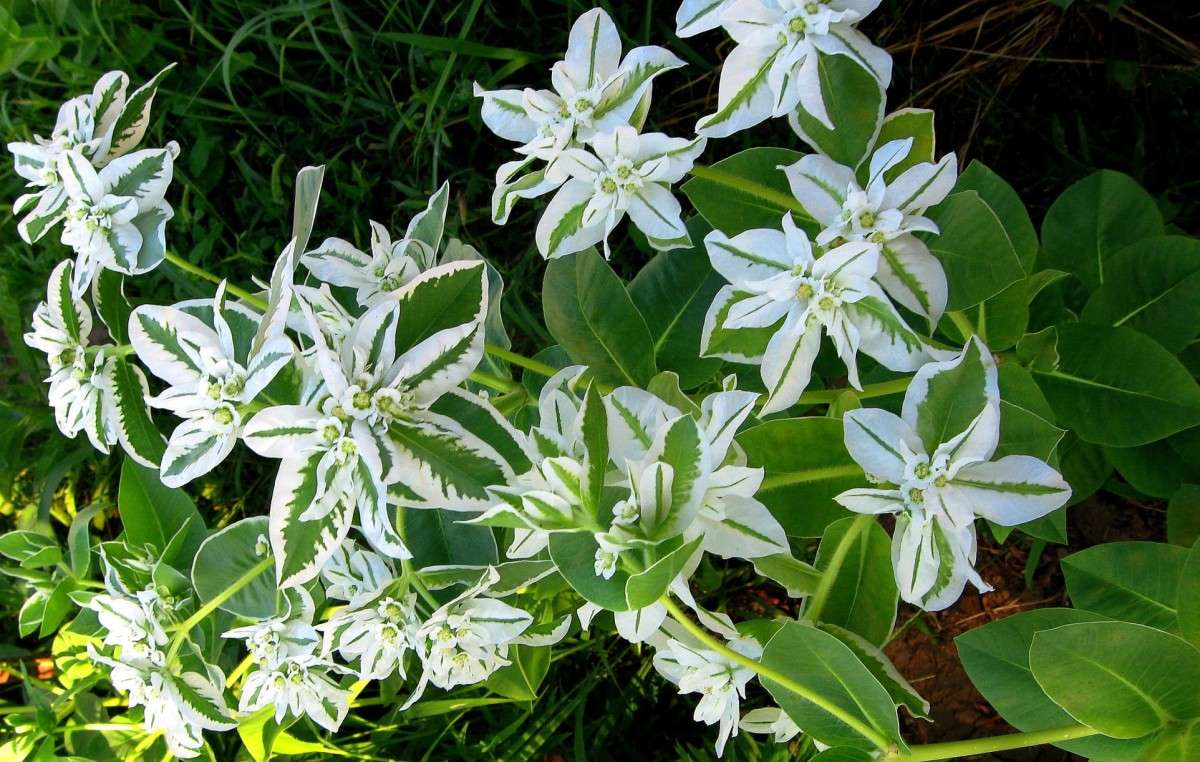 �������� - ������� ����� Natali  ��������� �� PhotoGeek.ru #������ ��� ������� #����� ��������������