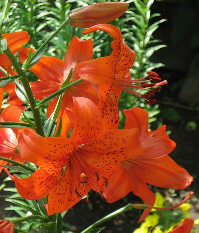 ... ����� Natali  ��������� �� PhotoGeek.ru #������ ��� ������� #����� ��������������