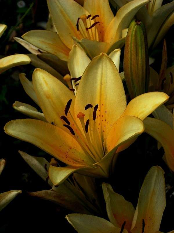 ... ����� Natali  ��������� �� PhotoGeek.ru #������ ��� ������� #����� ��������������