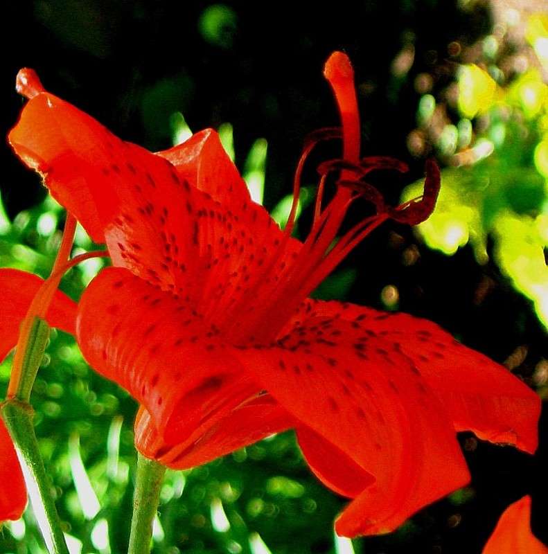 ��� ������...) ����� Natali  ��������� �� PhotoGeek.ru #������ ��� ������� #����� ��������������