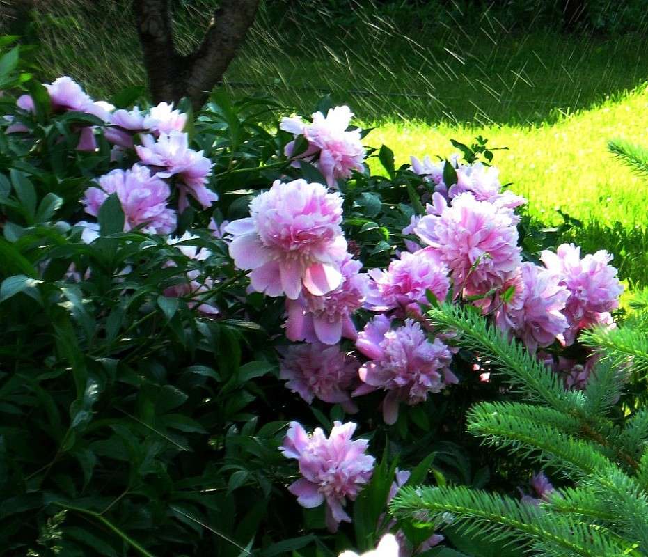 ������ �����. ����� Natali  ��������� �� PhotoGeek.ru #������ ��� ������� #����� ��������������