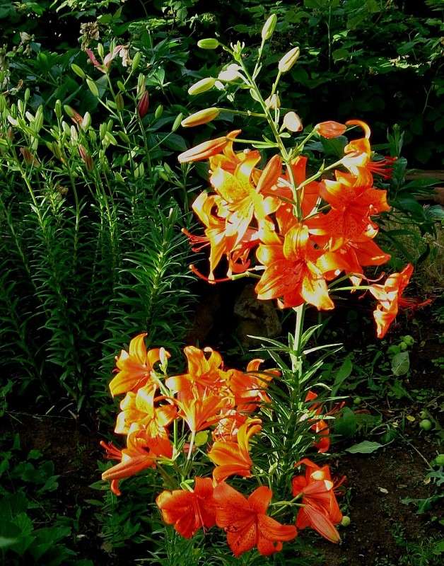 ... ����� Natali  ��������� �� PhotoGeek.ru #������ ��� ������� #����� ��������������