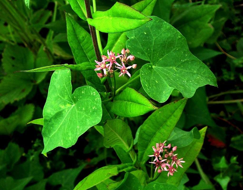 �������� ...))) ����� Natali  ��������� �� PhotoGeek.ru #������ ��� ������� #����� ��������������