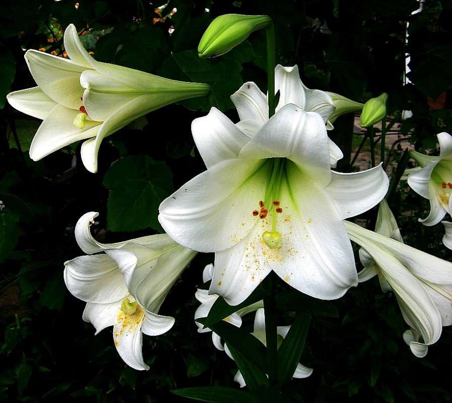 ... ����� Natali  ��������� �� PhotoGeek.ru #������ ��� ������� #����� ��������������