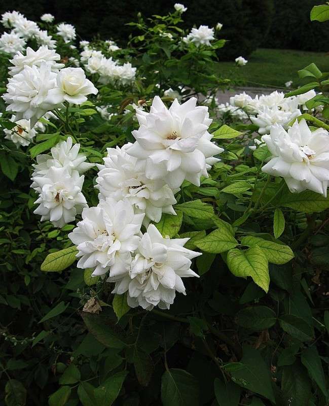 ... ����� Natali  ��������� �� PhotoGeek.ru #������ ��� ������� #����� ��������������