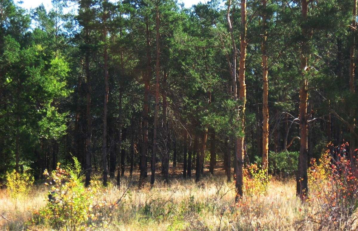 ���� � ���, ���������...) ����� Natali  ��������� �� PhotoGeek.ru #������ ��� ������� #����� ��������������