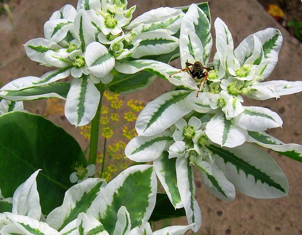 ������� ����   ) ����� Natali  ��������� �� PhotoGeek.ru #������ ��� ������� #����� ��������������